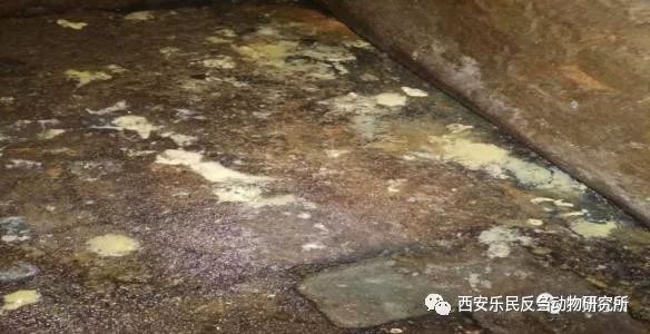 仔猪腹泻莫发愁 乐美添加解烦忧