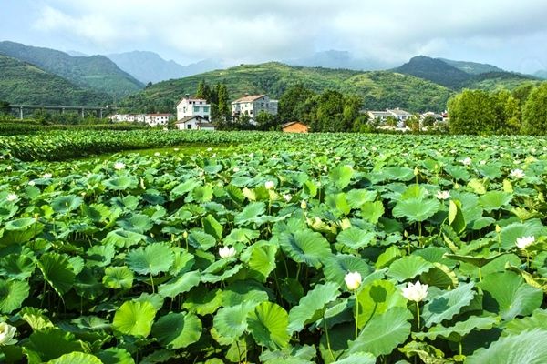 【美景】五爱村"荷塘月色"为美丽乡村再添风采