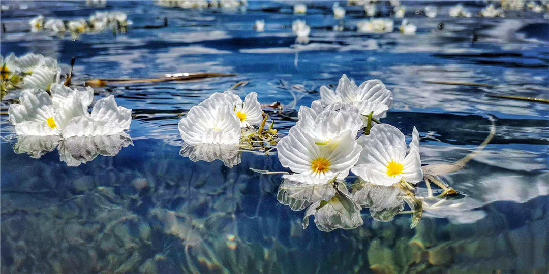 泸沽湖:海藻花