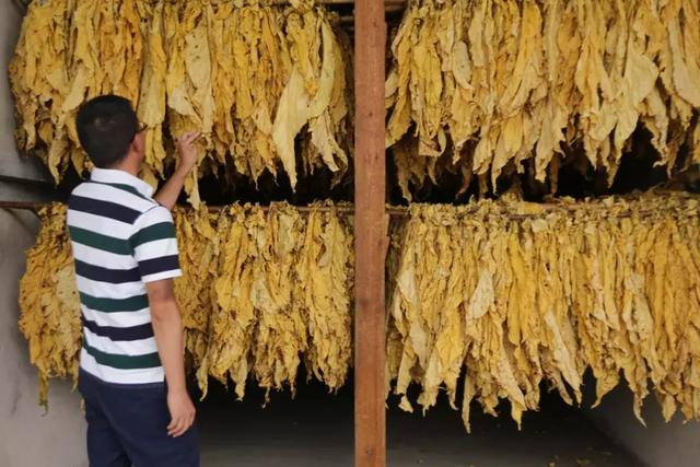 国内怎么买到烟叶 360f1058c955489db0c479852fe7fb6a.jpeg