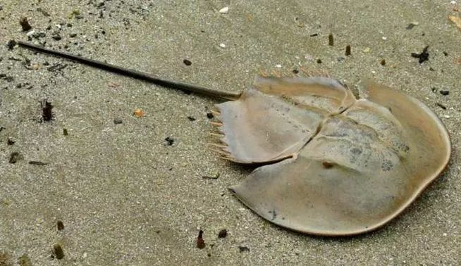 蓝色血液的鳖有什么用 371240e0c43f4e4a83ede0ba7e427efb.jpeg