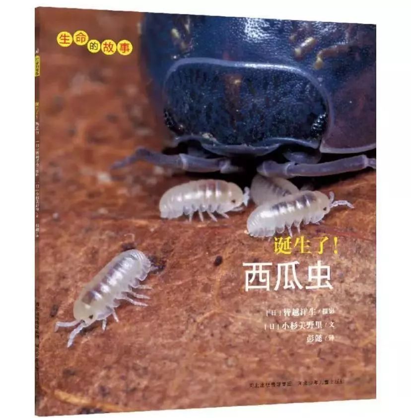 可以看看这本《体育全知道》可以总结西瓜虫的身体为长椭圆形,较平扁