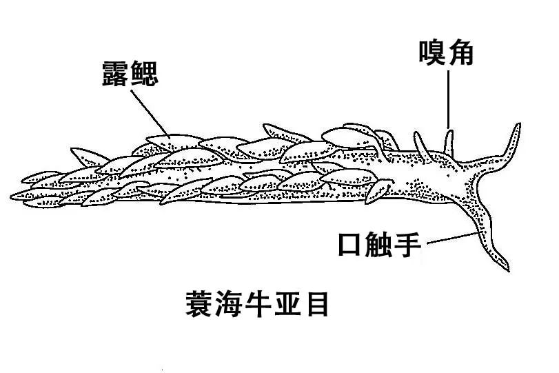 海牛,海兔,海蛞蝓,你叫对了吗?