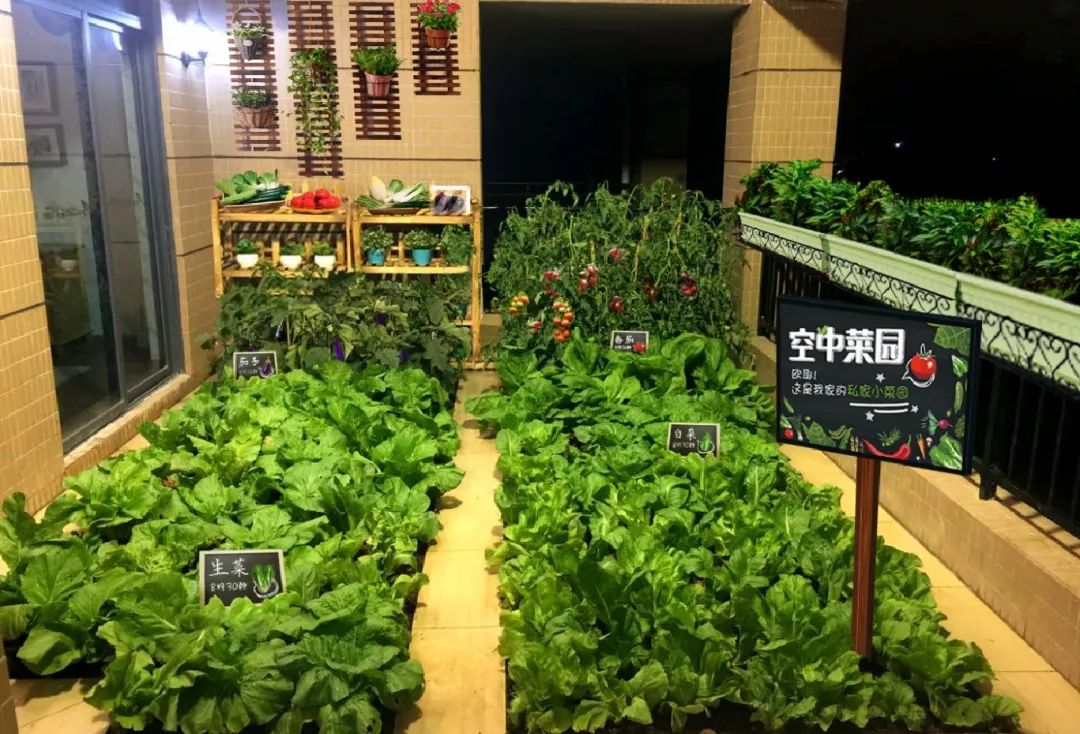 深圳小夫妻在5.9平方米阳台种菜-九元航空卖荔枝时怎么布置客舱