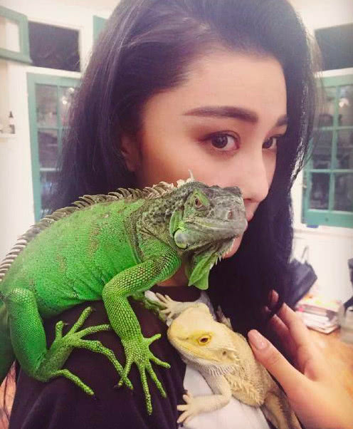 何捷老婆婚前养蜥蜴,不惧宠物爬身上,张馨予说