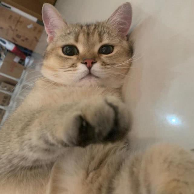 猫的记忆力能提高多少 57d95ba02d6f46769d2b8e2855ba6391.jpeg