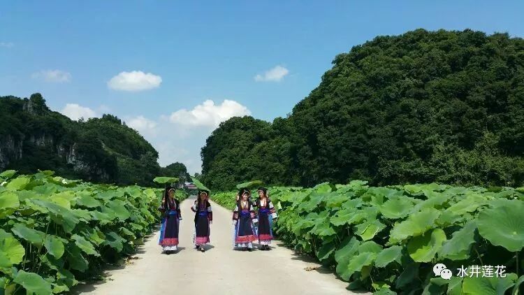 7月20日(本周六"水井村第三届荷花节"将盛大开幕!