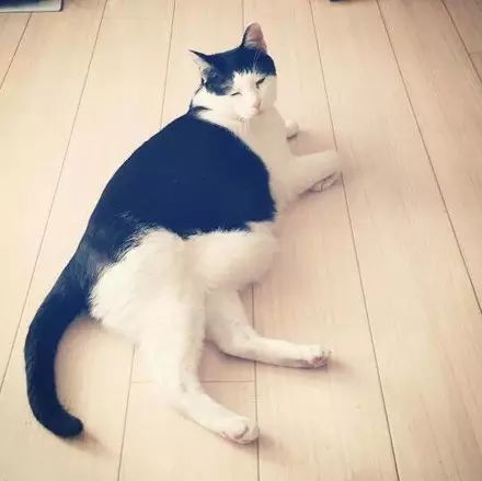 一只猫咪的头像图片 5e6382a7e4ec47f0b7383482b6c941e8.jpeg