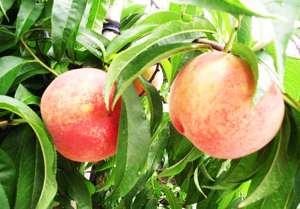 桃子怎么捏 623a98e380f94b7aaaafdec31b245ea1.jpeg