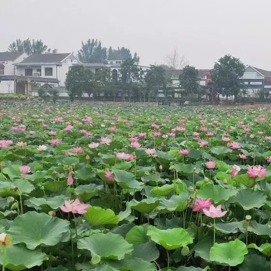 长垣再添新去处盛夏时节当有凉风美景相伴