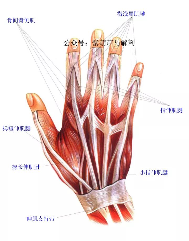 前臂与手部解剖肌肉图谱高清