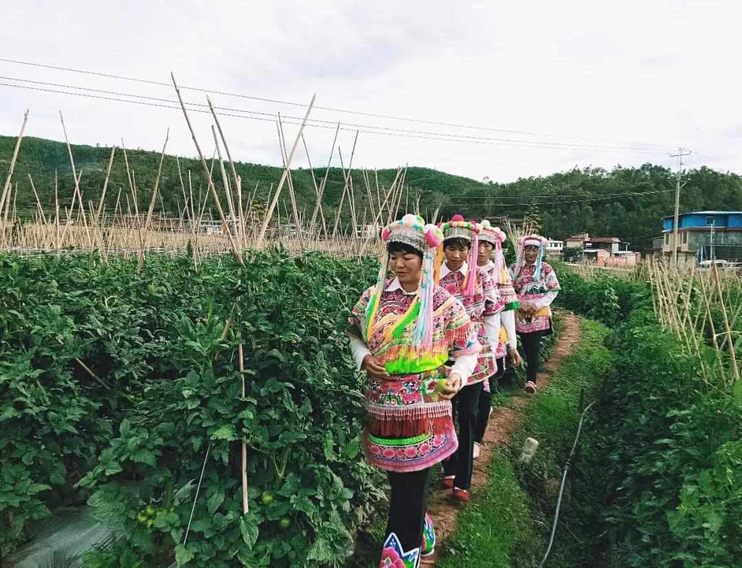 元谋县羊街镇西红柿长势喜人种植户喜上眉梢