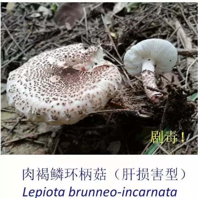 6d2931c62b5f4d13b9423839897ef8c6.jpeg