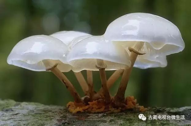 五招教你分辨毒蘑菇?古蔺人千万别信!_有毒