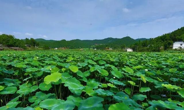 河沙镇在梓桐村,板桥村,栖凤村 等6村种植观赏荷花,食用莲藕2000余亩