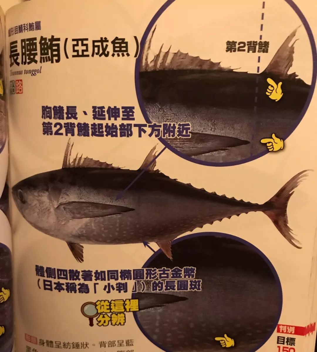 【鱼百科】大青针的金枪鱼是黑鳍?