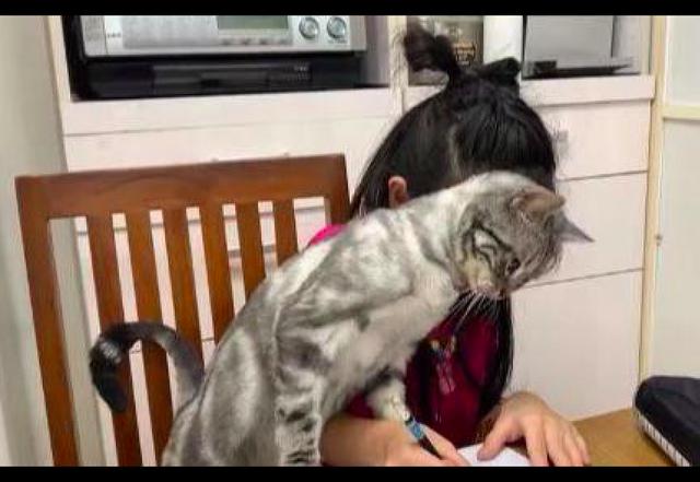 女兒一寫作業，貓咪就過來纏著她！網友：作業寫不完肯定有貓膩！ 寵物 第2張