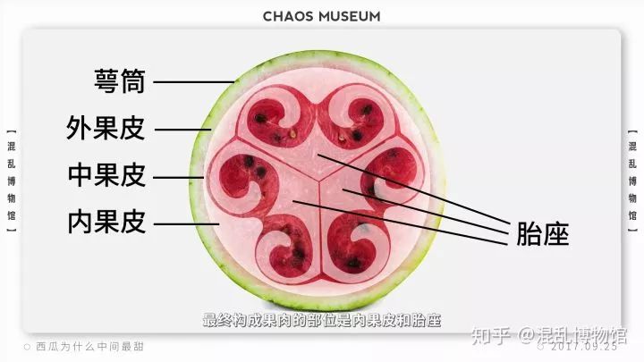 为什么西瓜中间是最甜的?解开了多年的疑惑