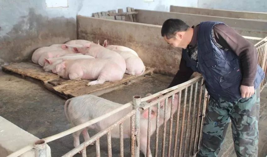 在2018年开始就听到一种谣言,农村的散养户不能进行养猪,如果养猪的话