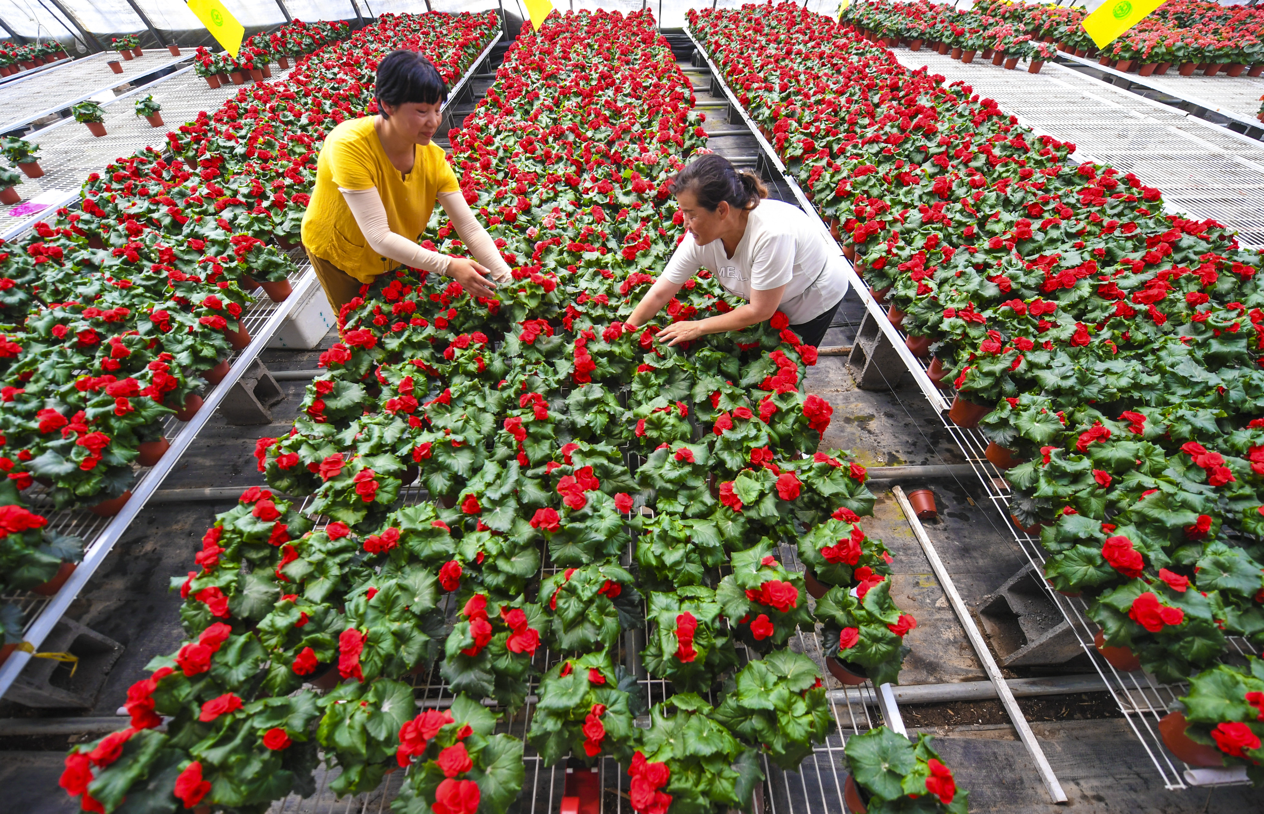 7月18日,花农在河北省永清县刘街乡胜利村的鲜花大棚挑选花卉.