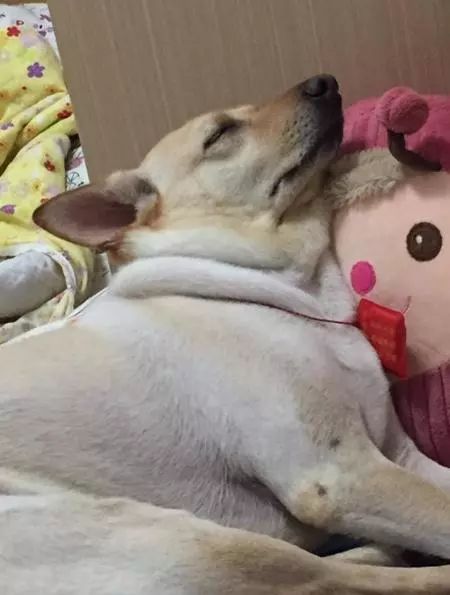 如何给狗狗做衣服不用缝 a1bd303d65fc470d90026020e13efc53.jpeg