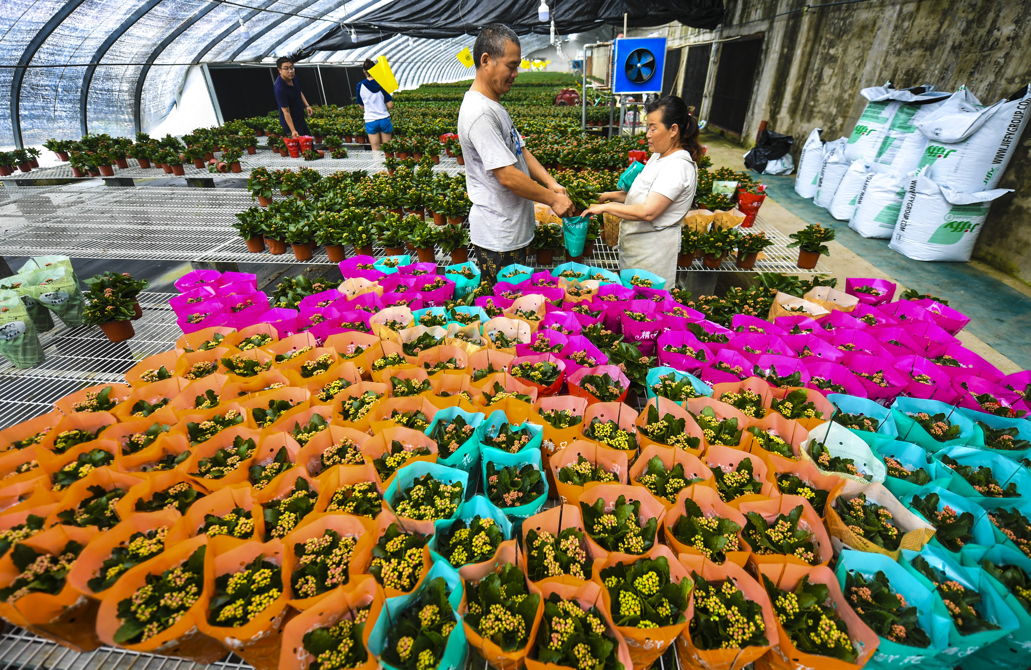 7月18日,花农在河北省永清县刘街乡胜利村的鲜花大棚为花卉装袋.