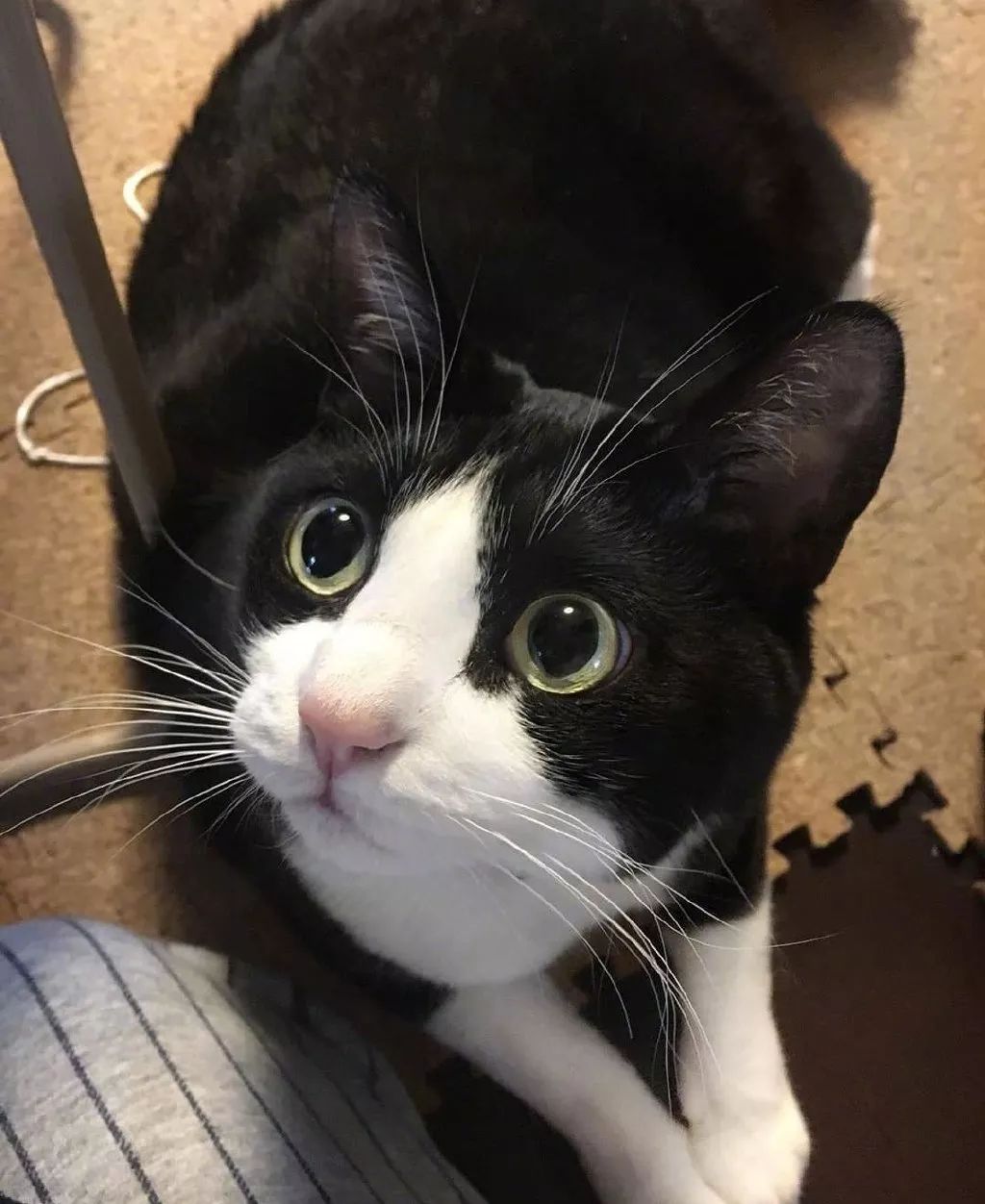 怎么样才算是正宗的奶牛猫 a55e7c46ce2246b49feed7f68ea4ca08.jpeg