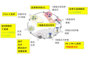 图3.肿瘤免疫应答环