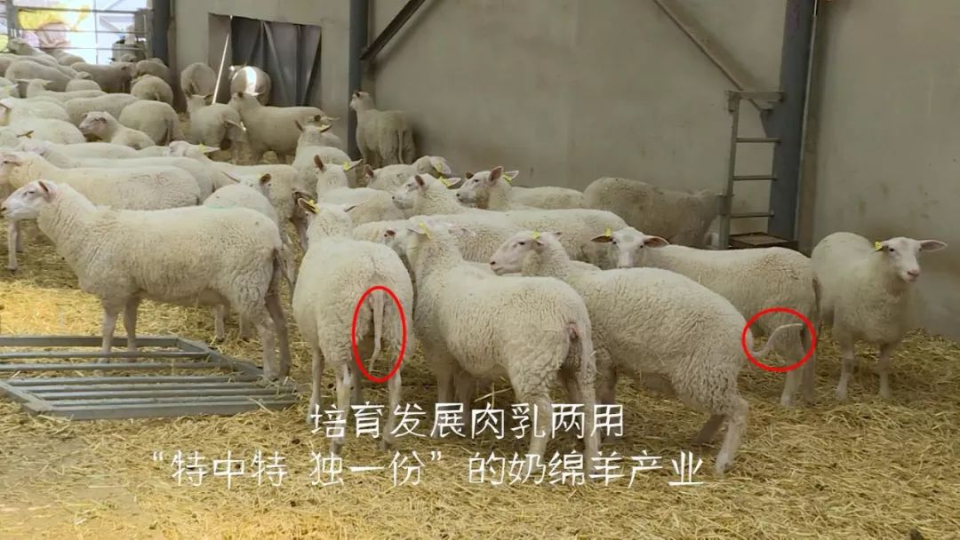 只要长着一条类似"猪尾巴"的就是奶绵羊了