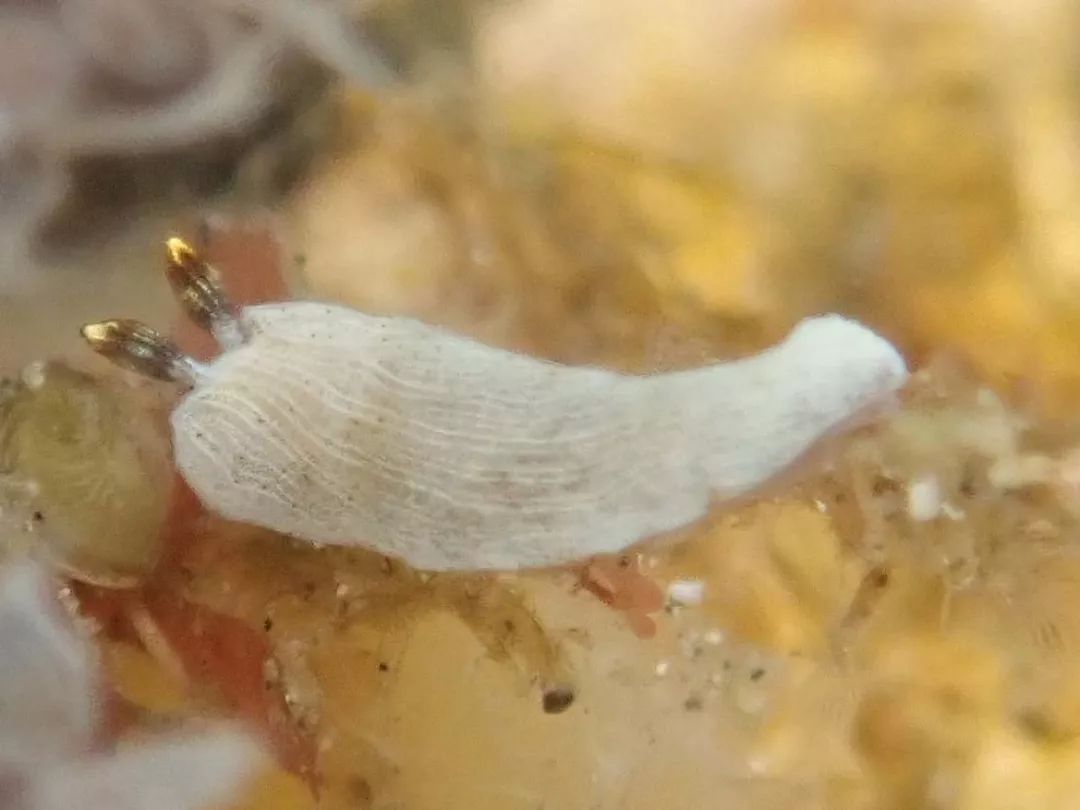 大嘴海牛科tethydidae sp.