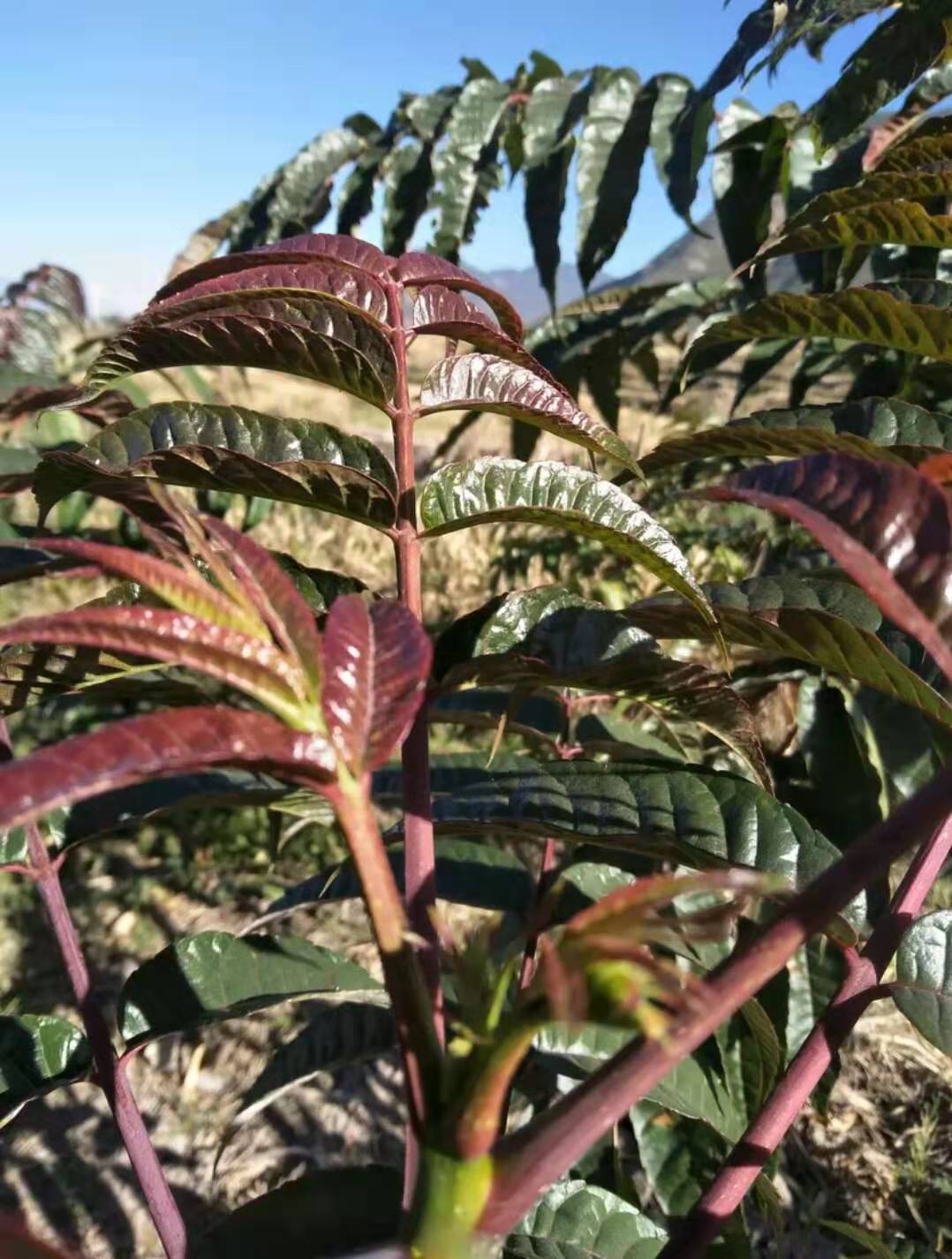 怎样种植香椿香椿温室栽培技术