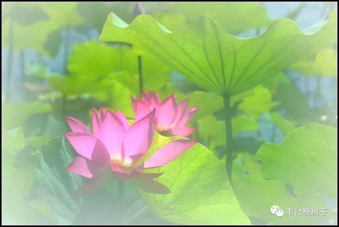 绽放的荷花,在白色的水雾中若隐若现,显得更加娇艳欲滴.