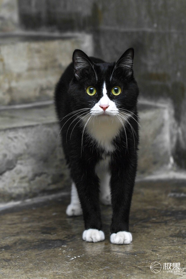 享受陪伴时光 | CatGenie猫洁易全自动猫厕所,猫咪的最爱! 兴发娱乐手机官网