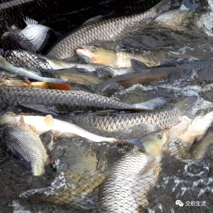 大家怎么看待锚鱼 b2a2762d4d8f454b8674e3c2410bffeb.jpeg