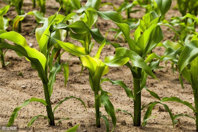 蒜什么时候播种几天出苗 c1bef6aa06694b7bbf246c27ce0442af.jpeg