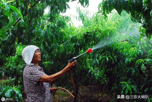 赤霉素,芸苔素,多效唑用法汇总!哪些作物能用?一看就懂