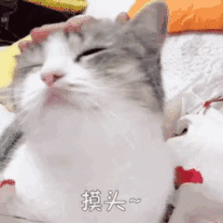 店内大多猫猫颜值都很高,拍照那叫一个美.