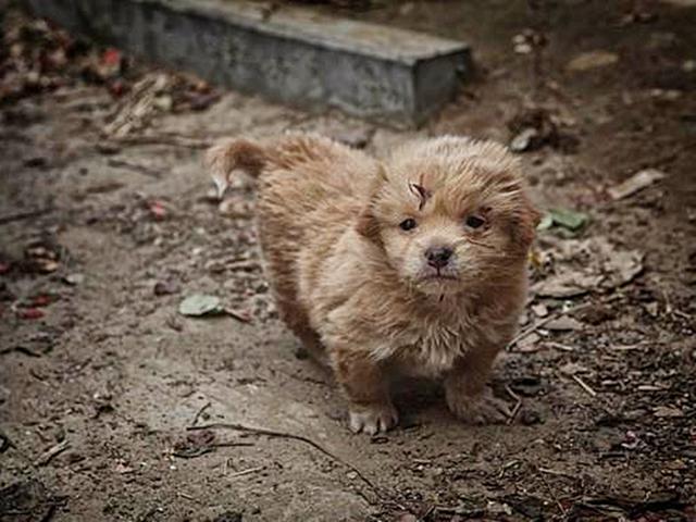 男孩坚持每天将早餐分给流浪狗,妈妈见后终下决心将狗狗带回家