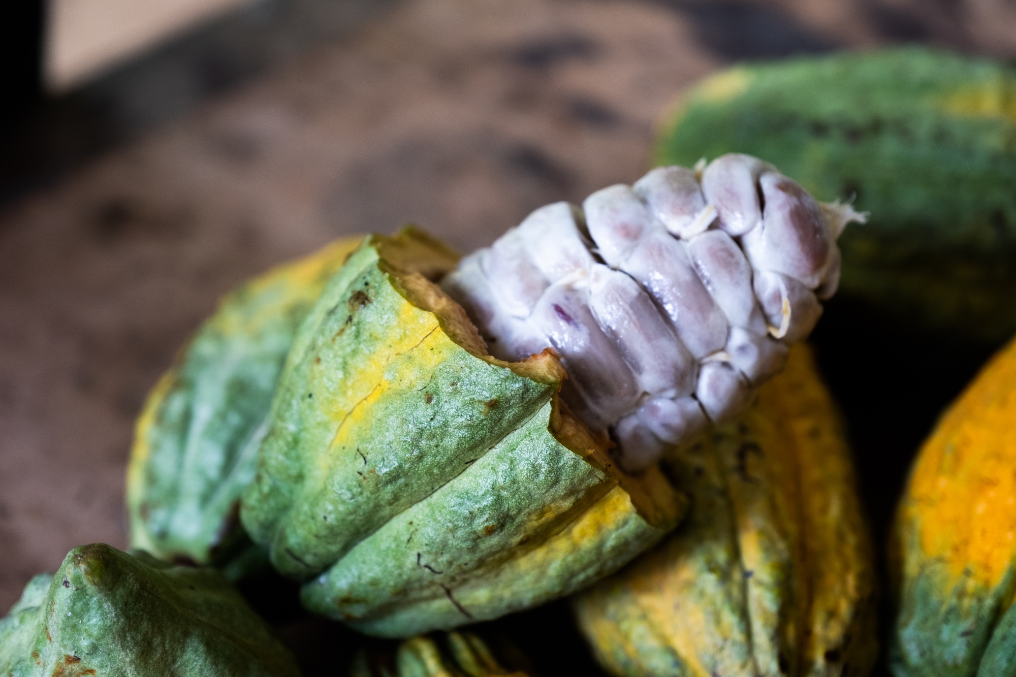 El cacao: condiciones de cultivo, composición y valor nutricional - Fundacion Antama