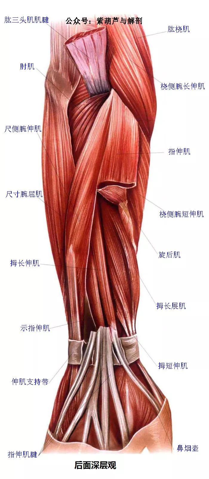 前臂与手部解剖肌肉图谱【高清】_横屏