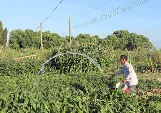 这位慈溪老农民,你认识吗?
