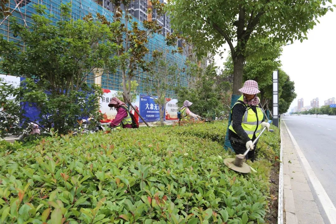 绿化养护工人在修剪花草