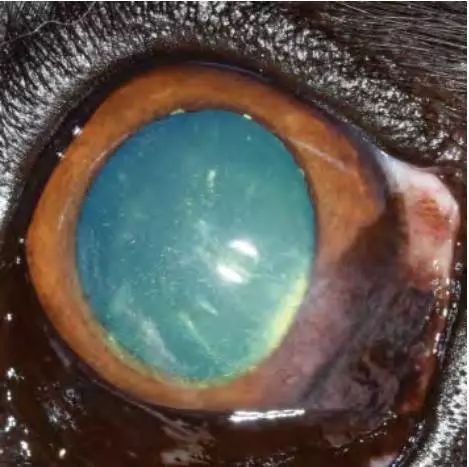 图16,德国牧羊犬左眼中的角膜血管翳.