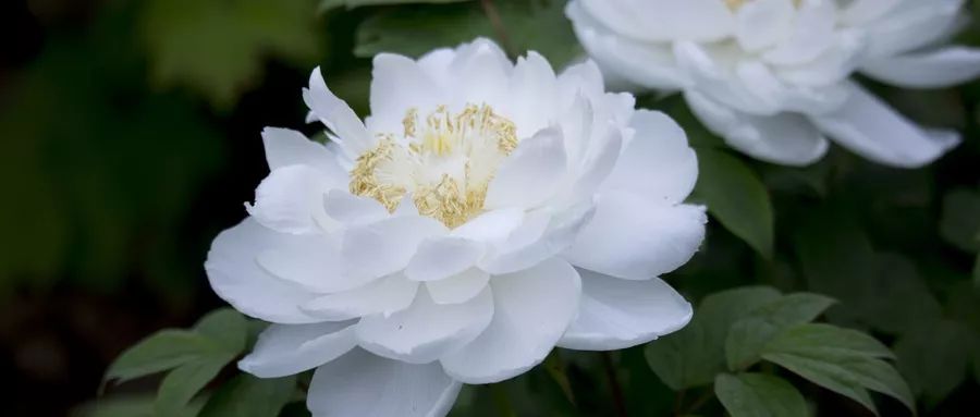 牡丹还不是国花现在,你可以投票来决定!