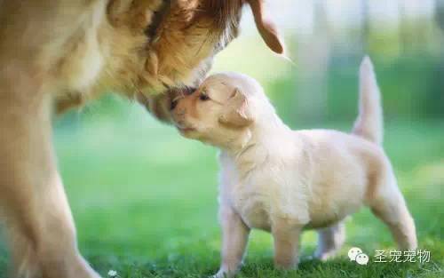 狗为啥会抖 1f5e8e2e073b485b8e2447cb4f89179e.jpeg