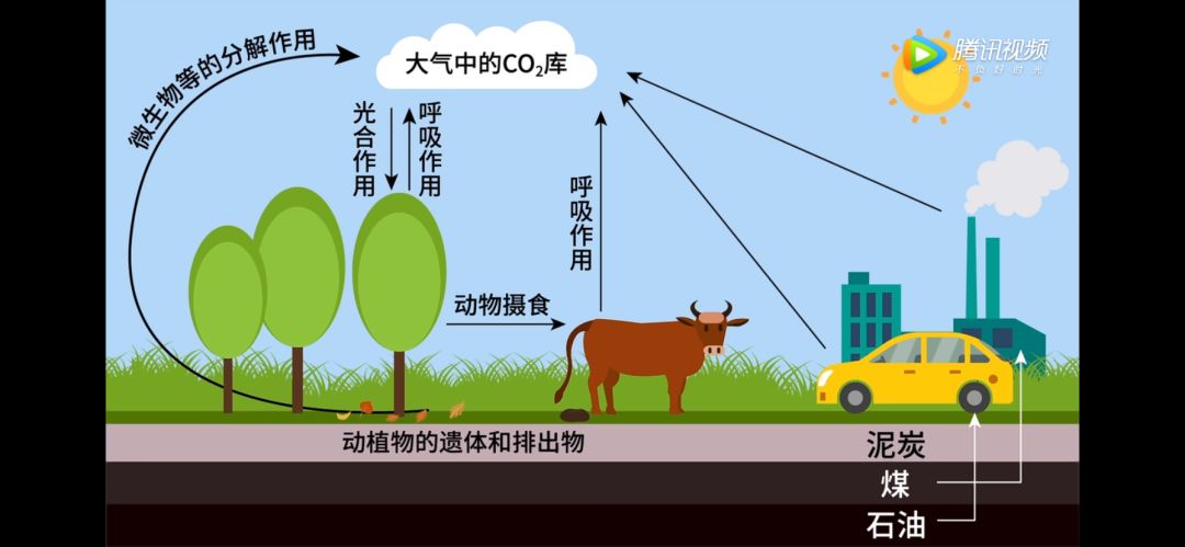 【生物大师】生态系统的营养结构与功能——超越种族的童话