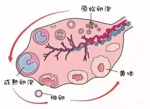 发育中的卵泡逐渐生长变大,逐渐形成一个半月形的腔,称为卵泡腔,腔内