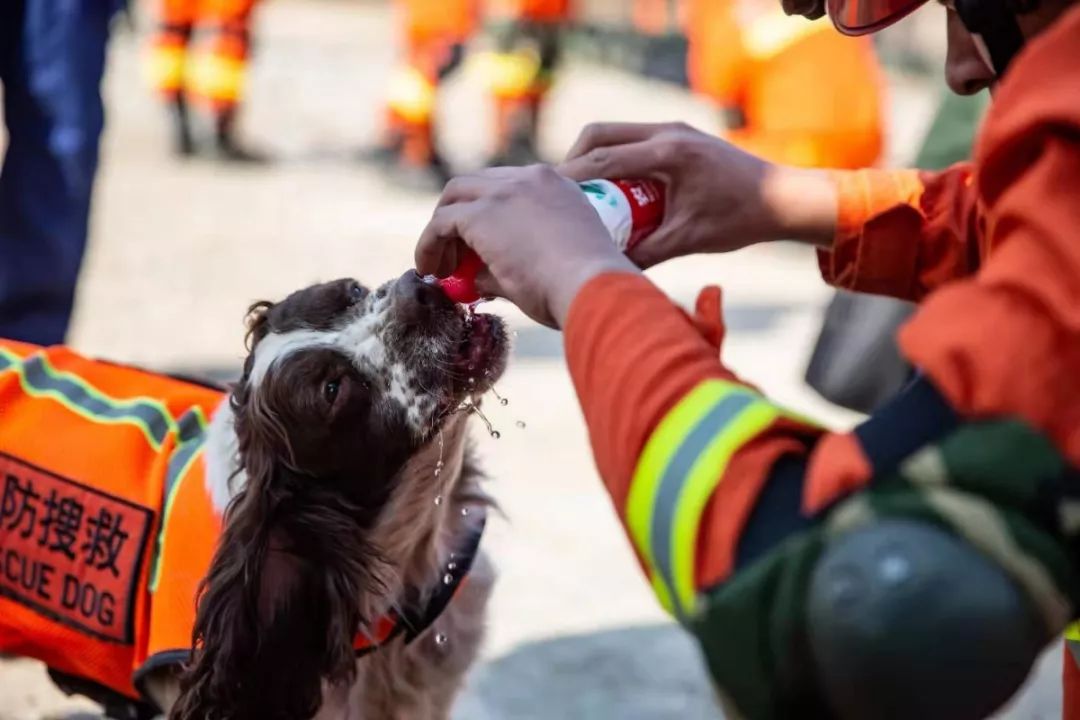 揭秘神勇的消防搜救犬是如何炼成的