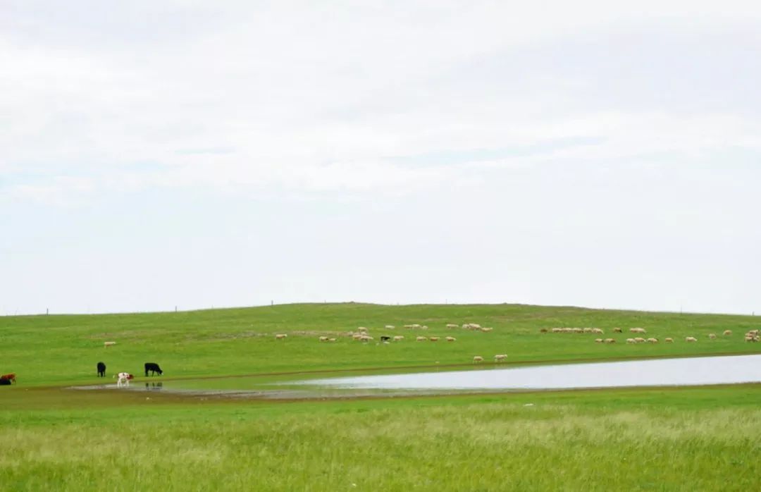 辽阔无边的大草原 像是一块天工织就的绿色巨毯 夏天的内蒙到底有