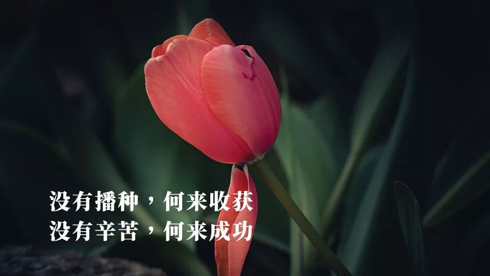 早上励志 没有播种,何来收获;没有辛苦,何来成功;没有磨难,何来